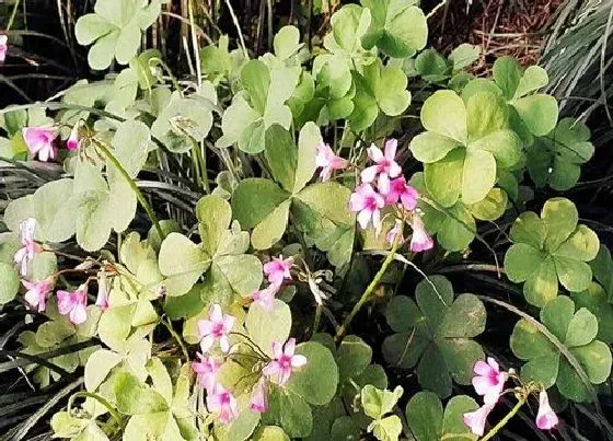 蔬菜|草头是什么菜