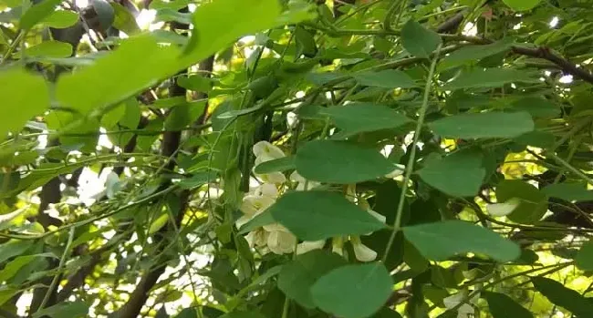 花蜜和蜂蜜有什么区别