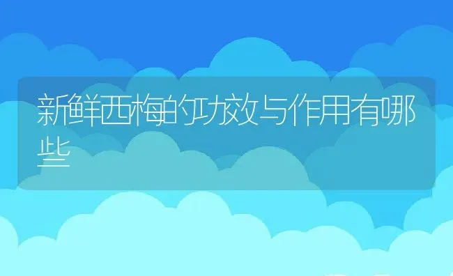 新鲜西梅的功效与作用有哪些 | 养殖资料投稿