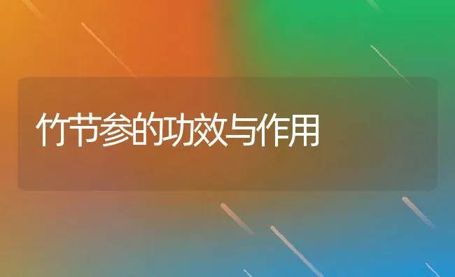 竹节参的功效与作用 | 养殖资料投稿