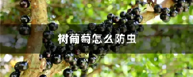 树葡萄怎么防虫