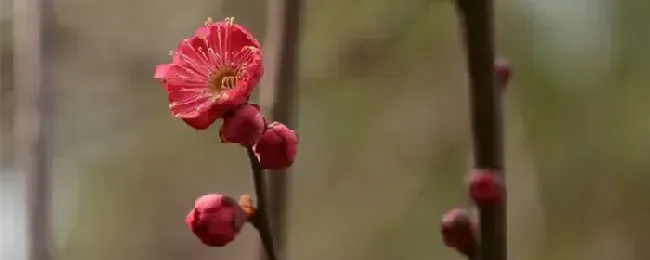 红梅几月开花