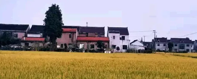 水稻什么时候施孕穗肥