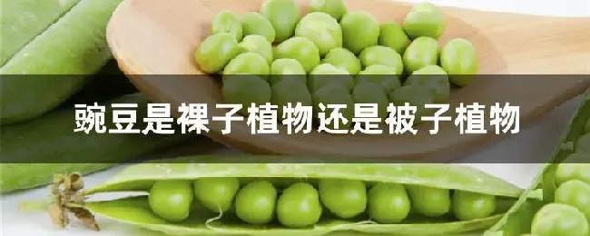 豌豆是裸子植物还是被子植物