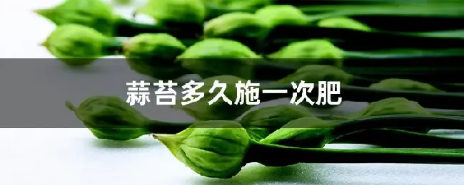 蒜苔多久施一次肥