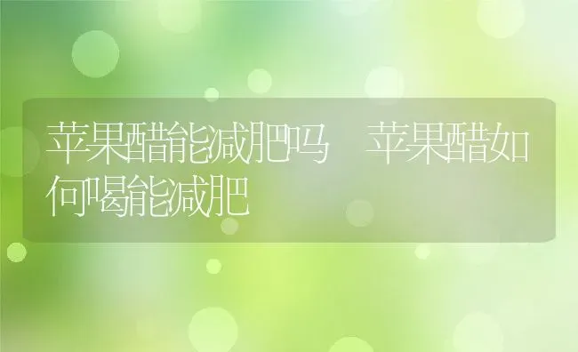 苹果醋能减肥吗 苹果醋如何喝能减肥 | 养殖资料投稿
