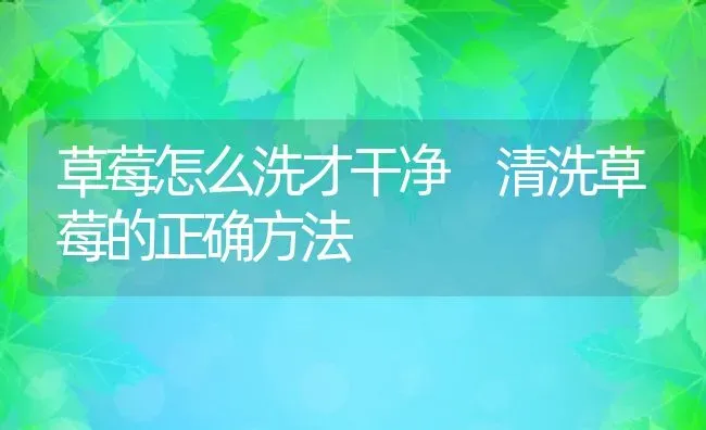 草莓怎么洗才干净 清洗草莓的正确方法 | 养殖资料投稿