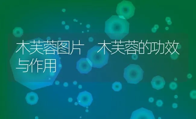 木芙蓉图片 木芙蓉的功效与作用 | 养殖资料投稿