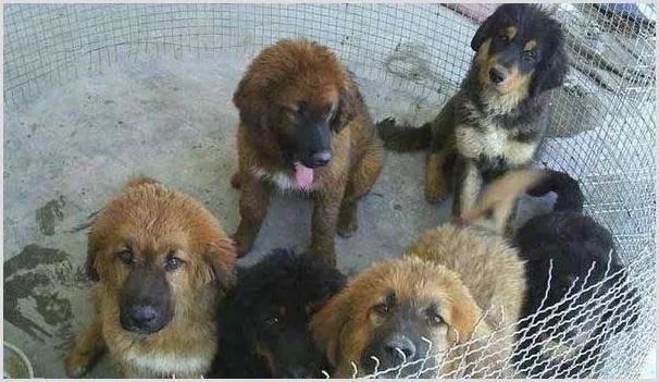 养肉狗有前景吗？附养肉狗的利润与成本分析 | 养殖项目前景