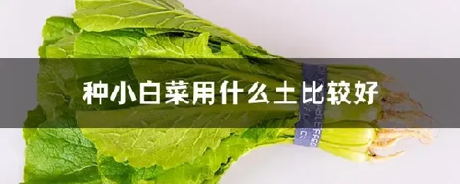 种小白菜用什么土比较好