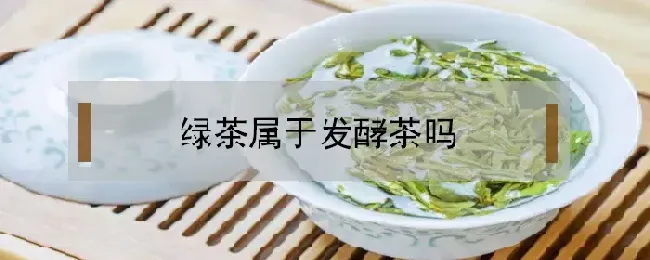 绿茶属于发酵茶吗