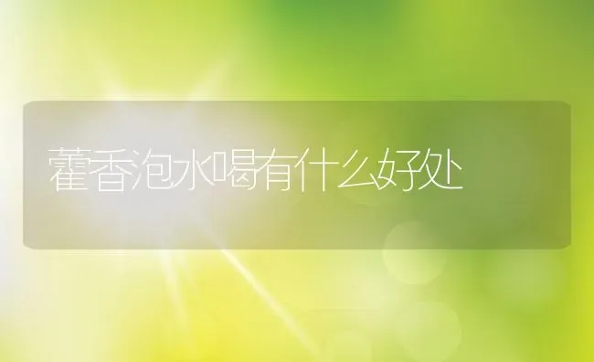 藿香泡水喝有什么好处 | 养殖资料投稿