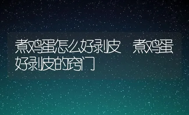 煮鸡蛋怎么好剥皮 煮鸡蛋好剥皮的窍门 | 养殖资料投稿