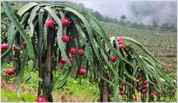 南方适合种什么样的水果？南方水果种植推荐 | 养殖赚钱项目