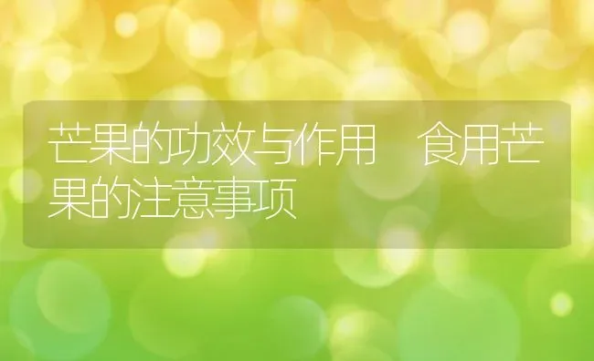 芒果的功效与作用 食用芒果的注意事项 | 养殖资料投稿