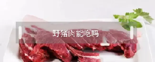 野猪肉能吃吗