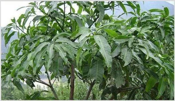 回农村种构树有前景吗？一亩构树能有多少产量？经济价值有哪些？ | 养殖赚钱项目