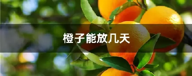 橙子能放几天