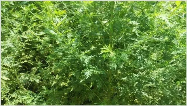 青蒿种植效益分析 | 热门养殖项目