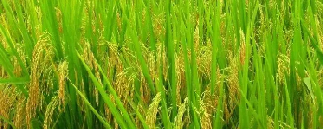 广东19香水稻品种