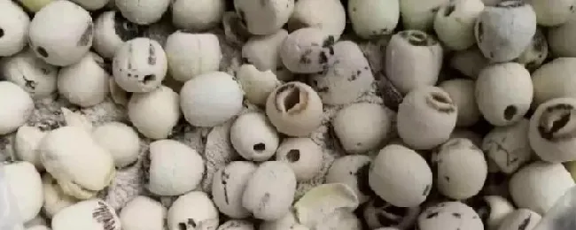 生小黑虫的莲子还能不能吃？