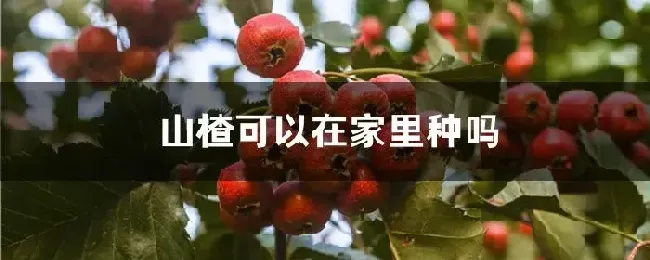 山楂可以在家里种吗