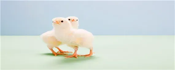 小鸡羽毛变化过程