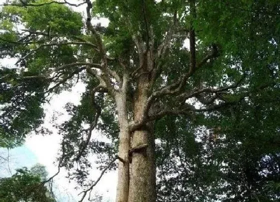 种植前景|金丝楠种植条件 适应哪些地区种植