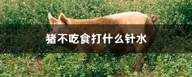 猪不吃食打什么针水