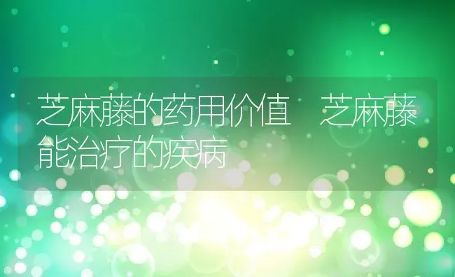 芝麻藤的药用价值 芝麻藤能治疗的疾病 | 养殖资料投稿