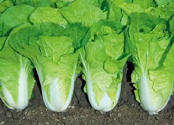 蔬菜|9月份适合种植什么蔬菜 适合秋季九月份种的蔬菜