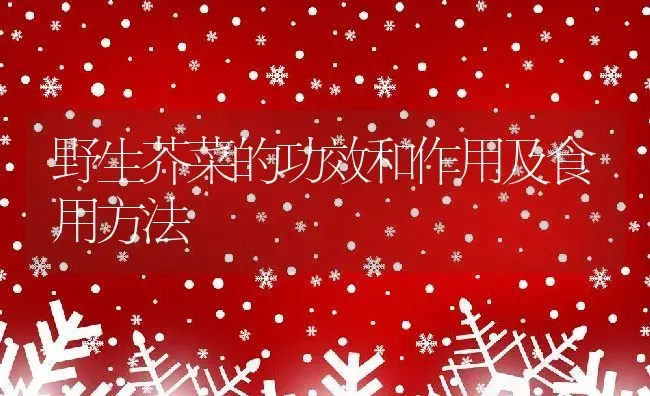 野生芥菜的功效和作用及食用方法 | 养殖资料投稿