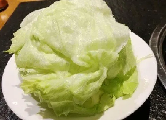 蔬菜|圆生菜是什么菜