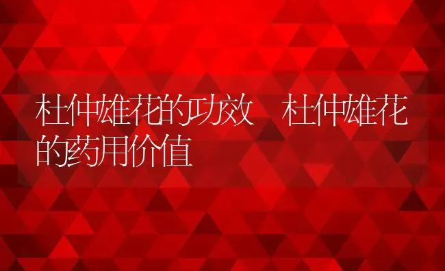 红豆果的功效与作用 红豆果怎么养 | 养殖资料投稿