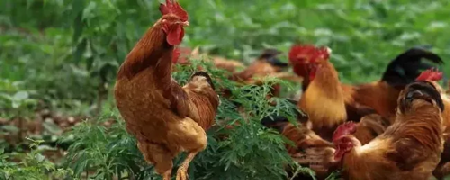 鸡为什么吃鸡毛怎么解决鸡吃鸡蛋有什么偏方