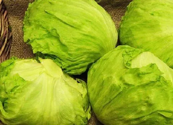蔬菜|圆生菜是什么菜