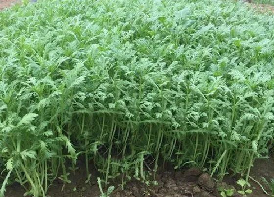 蔬菜|9月份适合种植什么蔬菜 适合秋季九月份种的蔬菜