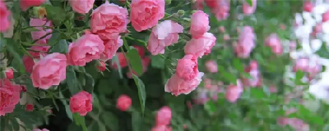 蔷薇花怎么过冬