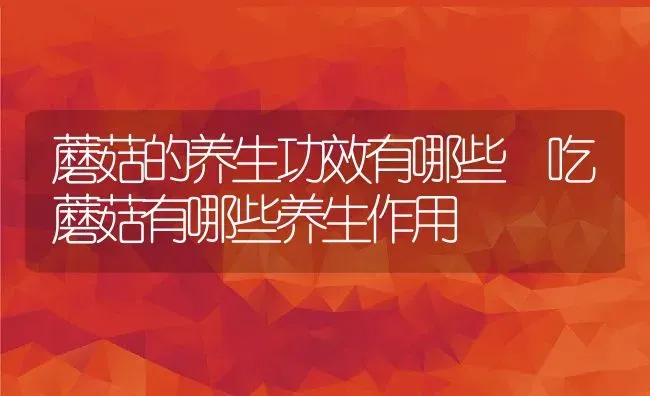蘑菇的养生功效有哪些 吃蘑菇有哪些养生作用 | 养殖资料投稿