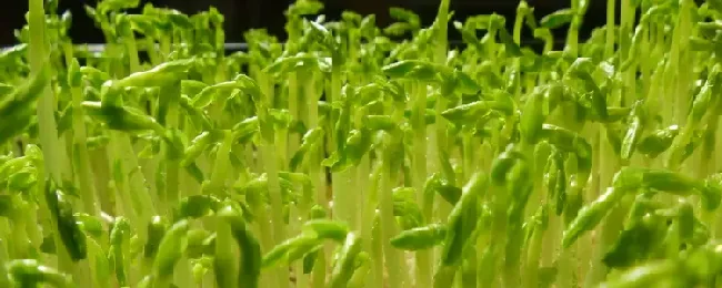 芽菜是不是发物？