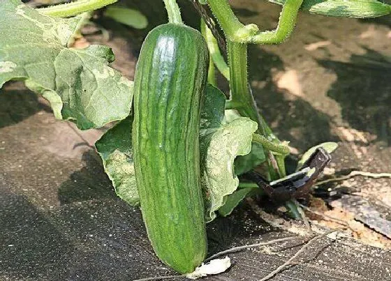 种菜|石家庄适合种什么蔬菜