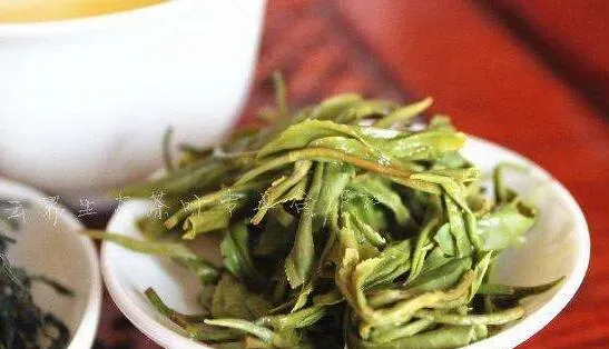 大叶茶的功效与作用 有什么危害