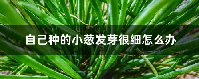 自己种的小葱发芽很细怎么办