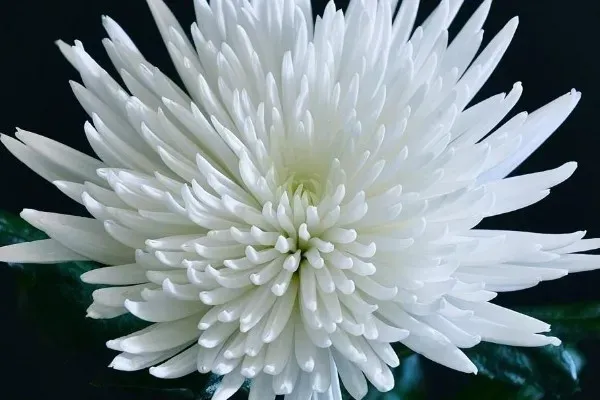菊花春天能不能扦插？菊花春天可以扦插吗