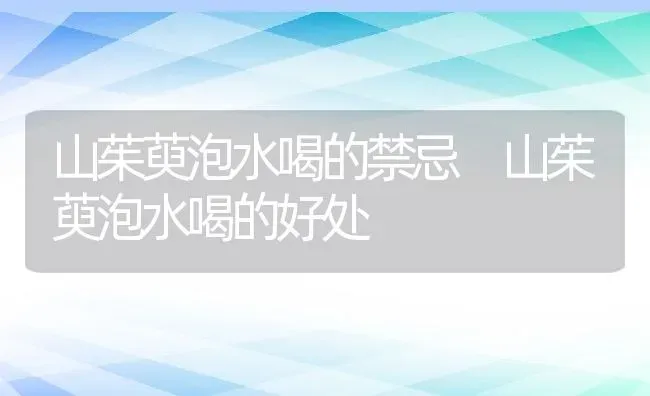 山茱萸泡水喝的禁忌 山茱萸泡水喝的好处 | 养殖资料投稿