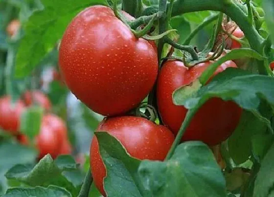 种菜|石家庄适合种什么蔬菜