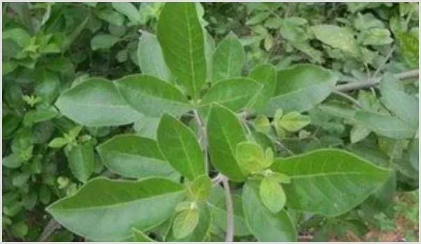 农村都有哪些值得种植的中药材？这四种种植效益可观！ | 农业养殖资讯