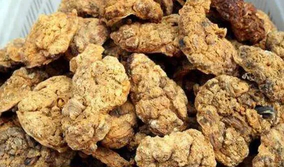 紫河车对男人的功效与作用 男人吃紫河车的好处