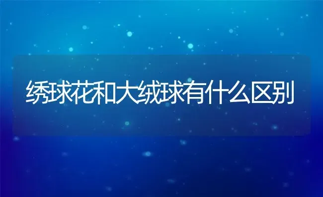 绣球花和大绒球有什么区别 | 养殖资料投稿