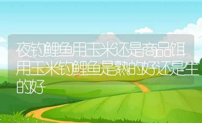 夜钓鲤鱼用玉米还是商品饵用玉米钓鲤鱼是熟的好还是生的好 | 养殖资讯